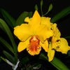 Cattleya El Condor