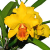 Cattleya El Condor
