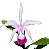 Cattleya Elegans (1898)