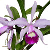 Cattleya Elegans (1898)