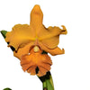 Rhyncholaeliocattleya Sandra Cordero