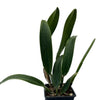 Cattleya Santa Clara’s