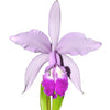 Cattleya Intermedia-Gigas
