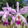 Cattleya Intermedia-Gigas