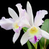 Cattleya Intermedia-Gigas alba X Brassolaeliocattleya Mildred x Blc. Chyong Guu Swan