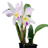 Cattleya Intermedia-Gigas alba X Brassolaeliocattleya Mildred x Blc. Chyong Guu Swan