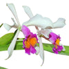 Cattleya Kiat Tan