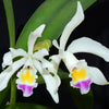 Cattleya Lavinia Valbonesi