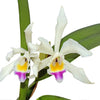 Cattleya Lavinia Valbonesi