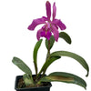 Cattleya Little Lars