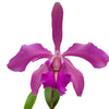 Cattleya Little Lars