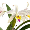 Cattleya Luciana C