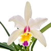 Cattleya Luciana C
