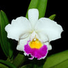 Cattleya Manuel Moran