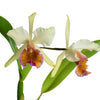 Cattleya Marilyn Lew