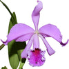 Cattleya Milo (1910)