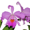 Cattleya Milo (1910)