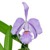 Cattleya Milo (1910) f. coerulea