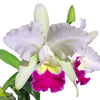 Cattleya Monarca