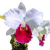 Cattleya Monarca