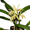 Cattleya My Special Angel