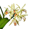 Cattleya My Special Angel