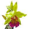 Cattleya Oro Andino