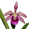 Cattleya Pacavia