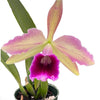 Cattleya Pacavia