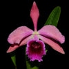 Cattleya Pauline Portilla