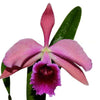 Cattleya Pauline Portilla