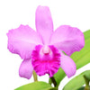 Cattleya Pedro