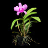 Cattleya Pedro