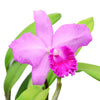 Cattleya Pedro