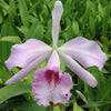Cattleya Prinsesse Benedikte