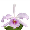 Cattleya Prinsesse Benedikte
