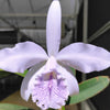 Cattleya Roque Sevilla
