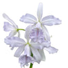 Cattleya Roque Sevilla