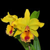 Cattleya Santa Clara’s