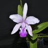 Cattleya Thayeriana