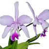 Cattleya Thayeriana
