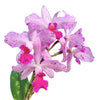 Cattleya Virgen de Guadalupe