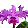 Cattleya Virgen de Guadalupe