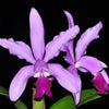 Cattleya intermedia