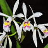 Cattleya iricolor