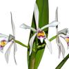 Cattleya iricolor