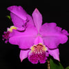 Cattleya lueddemanniana 'Camila' x 'Rombito'