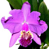 Cattleya lueddemanniana Rombito x 013