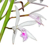 Cattleya lundii