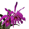 Cattleya maxima